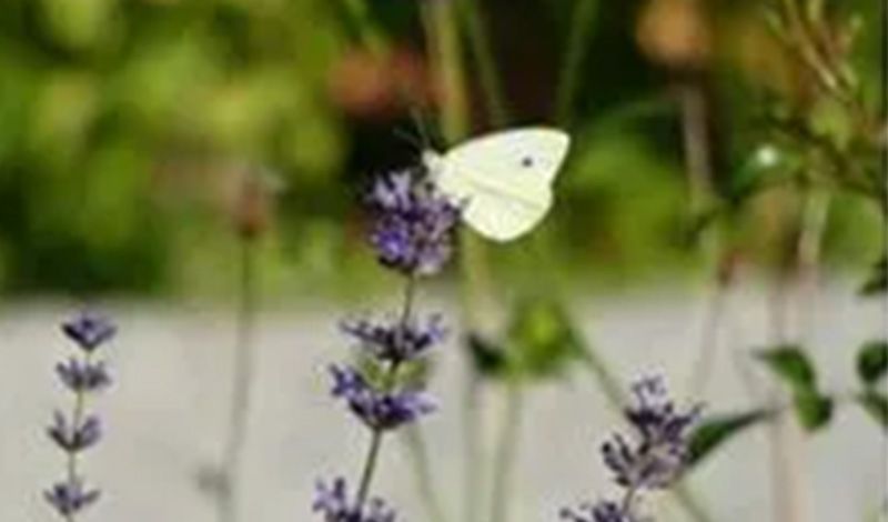 Lila Blumen mit weißem Schmetterling
