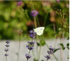 Lila Blumen mit weißem Schmetterling