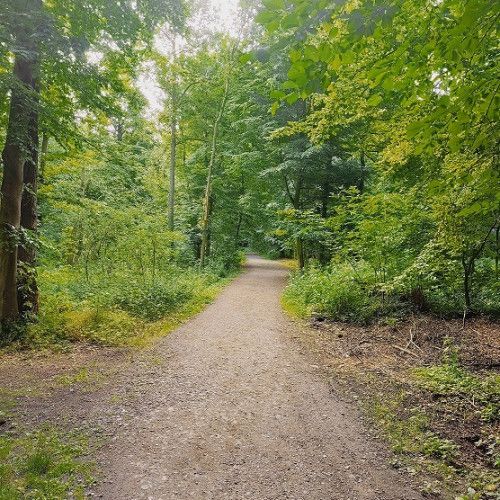 Waldweg des Hagenwald