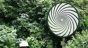 grün weißes Rad umgeben von Blättern