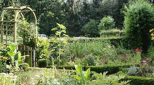 Garten mit vielen Pflanzen