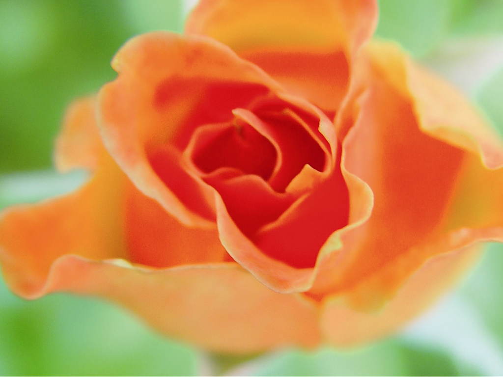 Orange Rose vor grünem Hintergrund