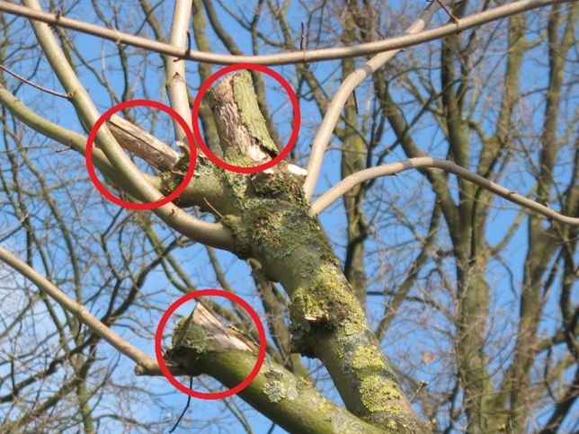 Baumkrone mit Schnittpunkten-Markierungen